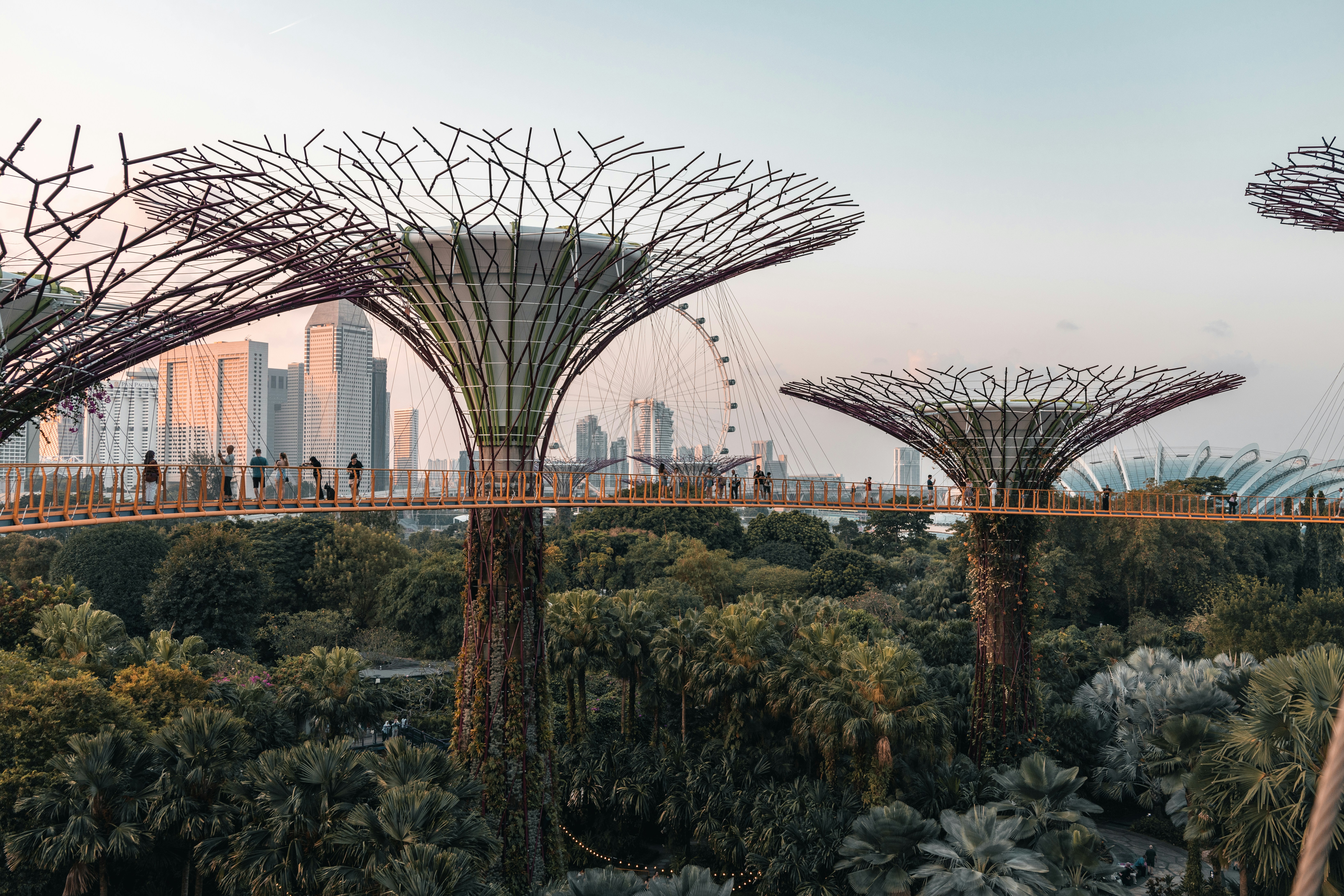 Elevated walkway connecting Supertree structures in Gardens by the Bay, Singapore, with city skyline and Singapore Flyer in the background at sunset.